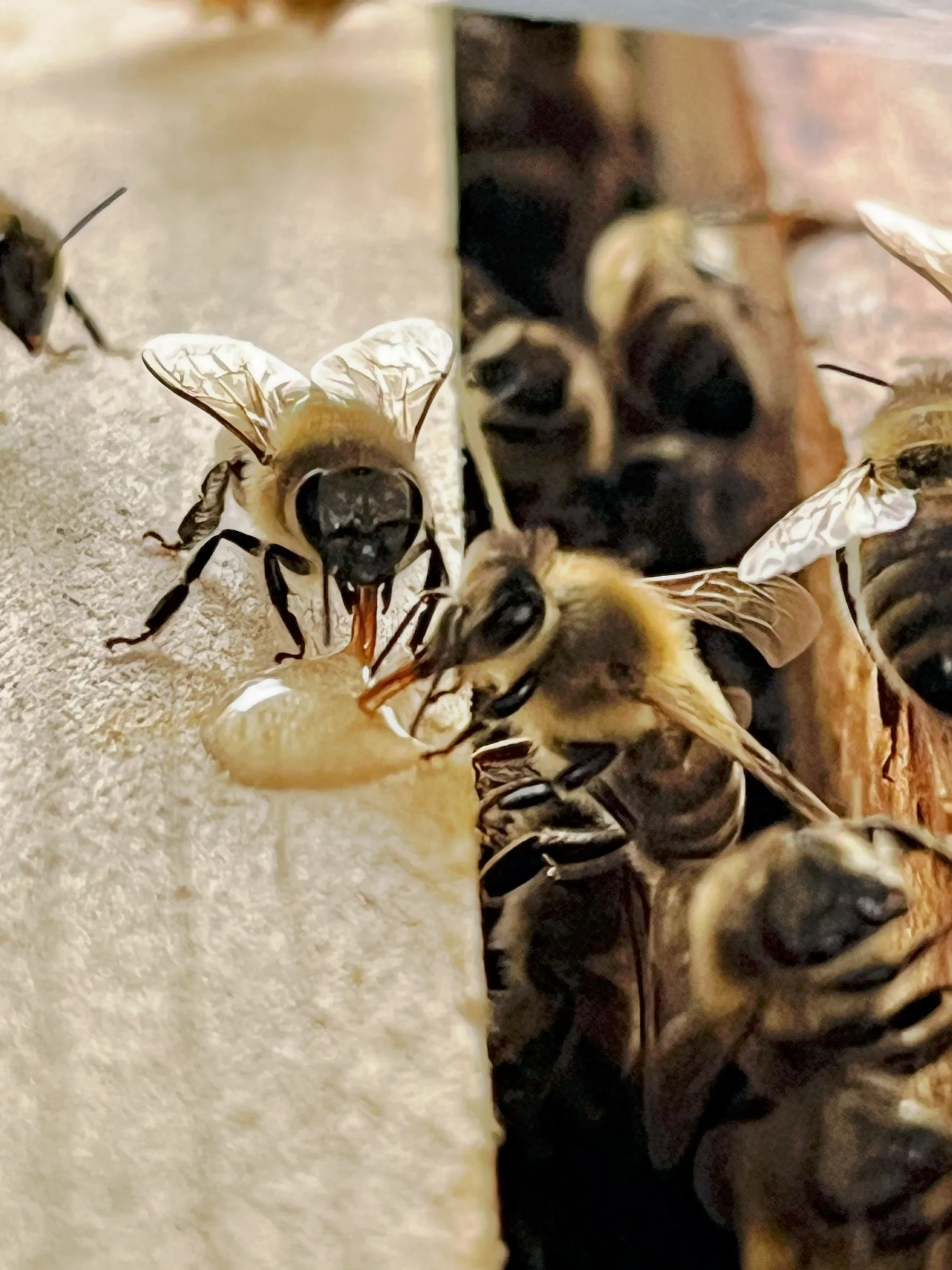 Fleißige Bienen beim Sammeln – Honig von Wildweit Miela