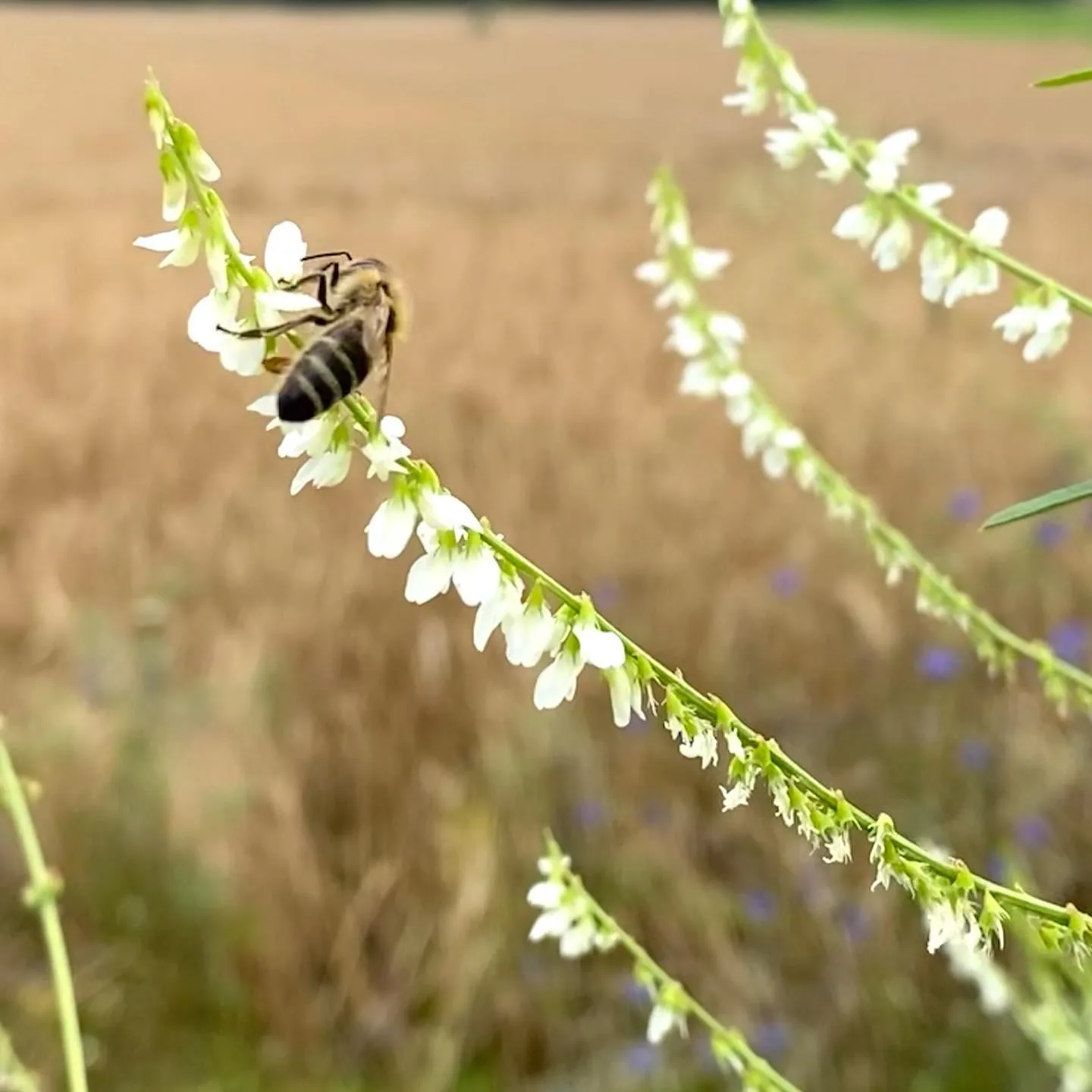 Bienen auf Steinklee